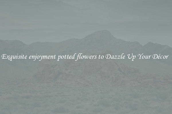 Exquisite enjoyment potted flowers to Dazzle Up Your Décor  